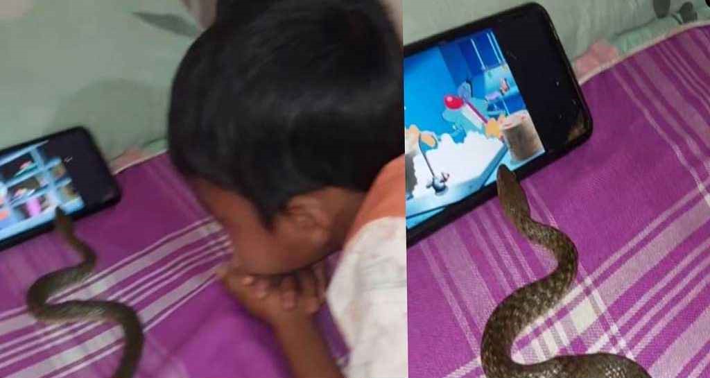 পাশে সাপ নিয়ে মোবাইলে কার্টুনে মগ্ন শিশু, ভিডিও ভাইরাল